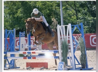 Francés de silla (Selle francais), Caballo castrado, 4 años, 161 cm, Alazán