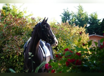 Francés de silla (Selle francais), Caballo castrado, 4 años, 165 cm, Negro