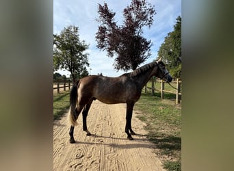 Francés de silla (Selle francais), Caballo castrado, 4 años, 165 cm, Tordo