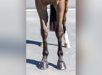 Francés de silla (Selle francais), Caballo castrado, 4 años, 166 cm, Castaño oscuro