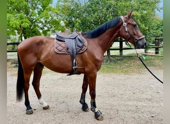 Francés de silla (Selle francais), Caballo castrado, 4 años, 167 cm, Castaño