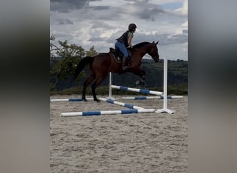 Francés de silla (Selle francais), Caballo castrado, 4 años, 167 cm, Castaño