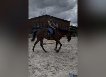 Francés de silla (Selle francais), Caballo castrado, 4 años, 167 cm, Castaño
