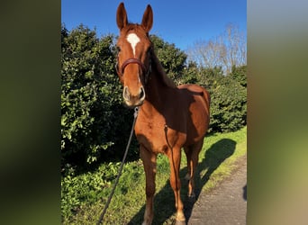 Francés de silla (Selle francais), Caballo castrado, 4 años, 168 cm, Alazán