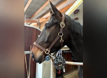 Francés de silla (Selle francais), Caballo castrado, 4 años, 170 cm, Castaño oscuro