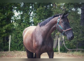 Francés de silla (Selle francais), Caballo castrado, 4 años, 170 cm, Negro Francés de silla (Selle francais), Caballo castrado, 4 años, 170 cm, Negro