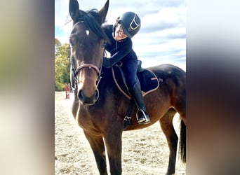 Francés de silla (Selle francais), Caballo castrado, 4 años, 172 cm, Castaño