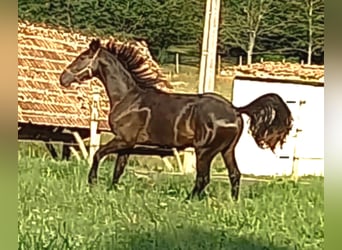 Francés de silla (Selle francais), Caballo castrado, 4 años, 174 cm, Morcillo