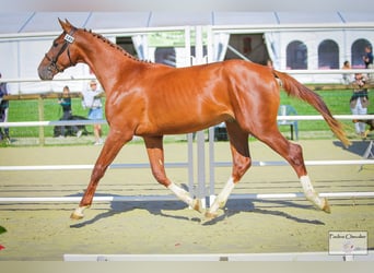Francés de silla (Selle francais), Caballo castrado, 4 años, Alazán-tostado
