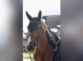 Francés de silla (Selle francais), Caballo castrado, 5 años, 162 cm, Alazán