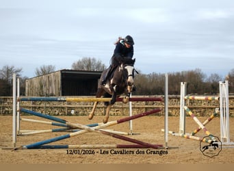 Francés de silla (Selle francais) Mestizo, Caballo castrado, 5 años, 163 cm, Overo-todas las-capas