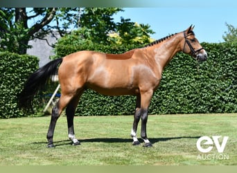Francés de silla (Selle francais), Caballo castrado, 5 años, 164 cm, Castaño