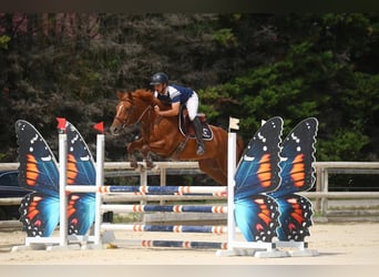 Francés de silla (Selle francais), Caballo castrado, 5 años, 165 cm, Alazán