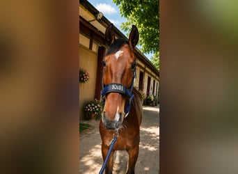Francés de silla (Selle francais), Caballo castrado, 5 años, 165 cm, Castaño
