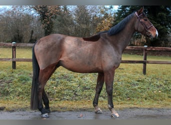 Francés de silla (Selle francais), Caballo castrado, 5 años, 167 cm, Castaño