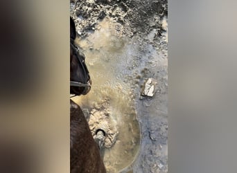 Francés de silla (Selle francais), Caballo castrado, 5 años, 168 cm, Morcillo