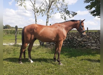 Francés de silla (Selle francais), Caballo castrado, 5 años, 173 cm, Castaño