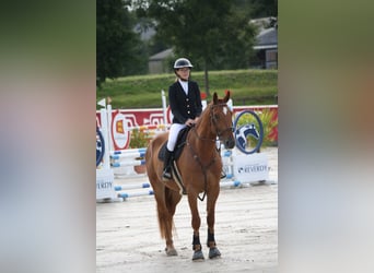 Francés de silla (Selle francais), Caballo castrado, 5 años, 175 cm, Alazán rojizo