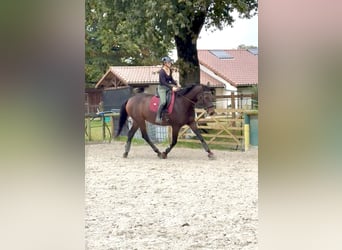 Francés de silla (Selle francais), Caballo castrado, 5 años, 178 cm, Castaño
