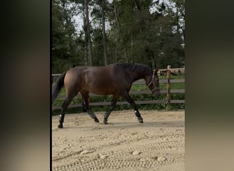 Francés de silla (Selle francais), Caballo castrado, 5 años, 178 cm, Castaño