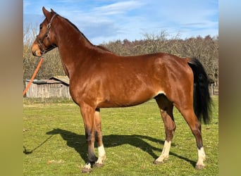 Francés de silla (Selle francais), Caballo castrado, 6 años, 160 cm, Castaño