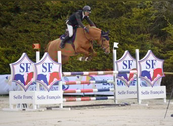 Francés de silla (Selle francais), Caballo castrado, 6 años, 165 cm, Alazán