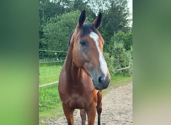 Francés de silla (Selle francais), Caballo castrado, 6 años, 165 cm, Castaño