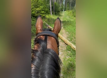 Francés de silla (Selle francais), Caballo castrado, 6 años, 165 cm, Castaño