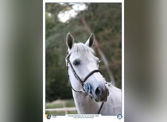 Francés de silla (Selle francais), Caballo castrado, 6 años, 166 cm, White/Blanco