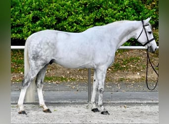 Francés de silla (Selle francais), Caballo castrado, 6 años, 166 cm, White/Blanco