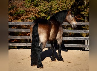 Francés de silla (Selle francais) Mestizo, Caballo castrado, 6 años, 168 cm, Buckskin/Bayo
