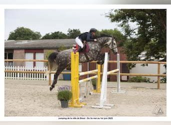 Francés de silla (Selle francais), Caballo castrado, 6 años, 168 cm, Tordo