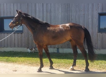 Francés de silla (Selle francais), Caballo castrado, 6 años, 169 cm, Castaño oscuro