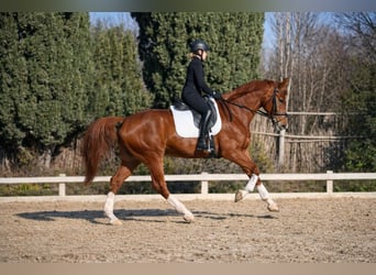 Francés de silla (Selle francais), Caballo castrado, 6 años, 170 cm, Alazán