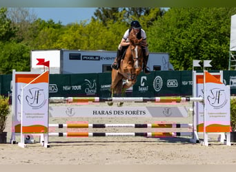 Francés de silla (Selle francais), Caballo castrado, 6 años, 170 cm, Alazán-tostado
