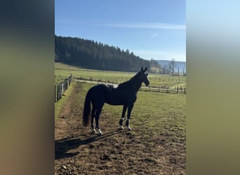Francés de silla (Selle francais), Caballo castrado, 6 años, 172 cm