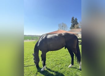 Francés de silla (Selle francais), Caballo castrado, 6 años, 172 cm