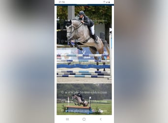 Francés de silla (Selle francais), Caballo castrado, 6 años, 173 cm, Tordo