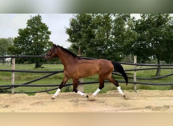 Francés de silla (Selle francais), Caballo castrado, 6 años, 174 cm, Castaño