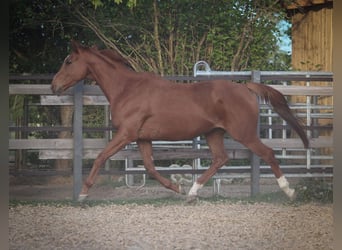 Francés de silla (Selle francais), Caballo castrado, 7 años, 160 cm, Alazán