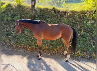 Francés de silla (Selle francais), Caballo castrado, 7 años, 165 cm, Castaño