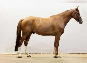Francés de silla (Selle francais), Caballo castrado, 7 años, 166 cm, Alazán