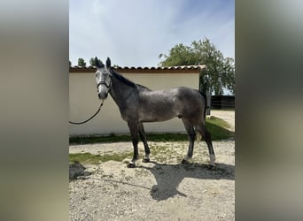 Francés de silla (Selle francais), Caballo castrado, 7 años, 167 cm, Tordo