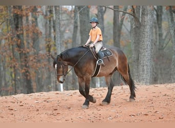 Francés de silla (Selle francais) Mestizo, Caballo castrado, 7 años, Buckskin/Bayo