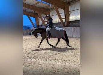 Francés de silla (Selle francais), Caballo castrado, 8 años, 163 cm, Castaño oscuro