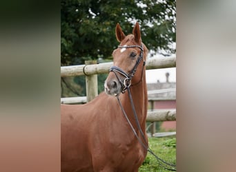 Francés de silla (Selle francais), Caballo castrado, 8 años, 173 cm, Alazán