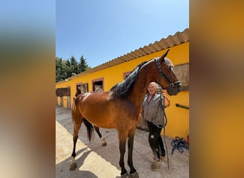 Francés de silla (Selle francais), Caballo castrado, 9 años, 165 cm, Castaño