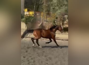 Francés de silla (Selle francais), Caballo castrado, 9 años, 165 cm, Castaño