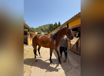 Francés de silla (Selle francais), Caballo castrado, 9 años, 165 cm, Castaño