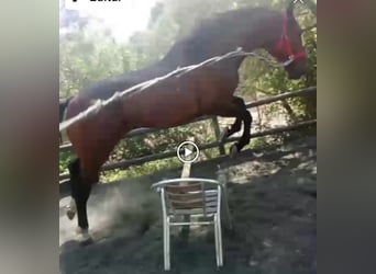 Francés de silla (Selle francais), Caballo castrado, 9 años, 165 cm, Castaño